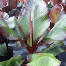Load image into Gallery viewer, Banana Ensete 'Maurelli' Plants