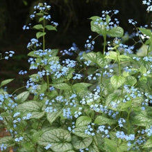 Load image into Gallery viewer, FALSE