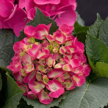 Load image into Gallery viewer, Cityline Paris Hydrangea Shrubs