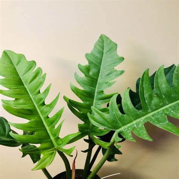philodendron jungle boogie ancestry Philodendron Jungle Boogie Plants – naturalbabyshowerwed.co.uk