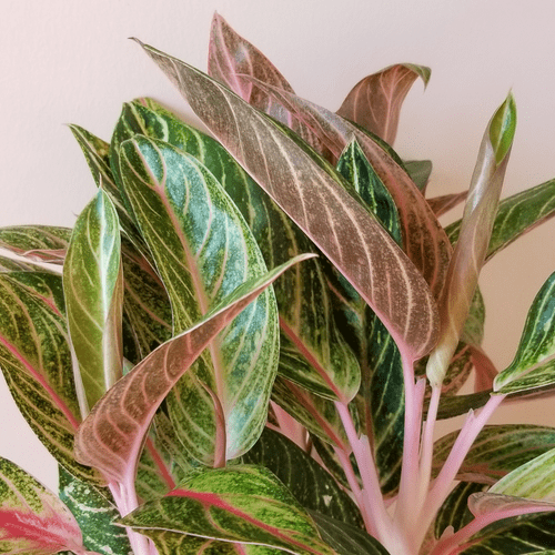 aglaonema baby pink Aglaonema Sparkling Sarah Plants – naturalbabyshowerwed.co.uk