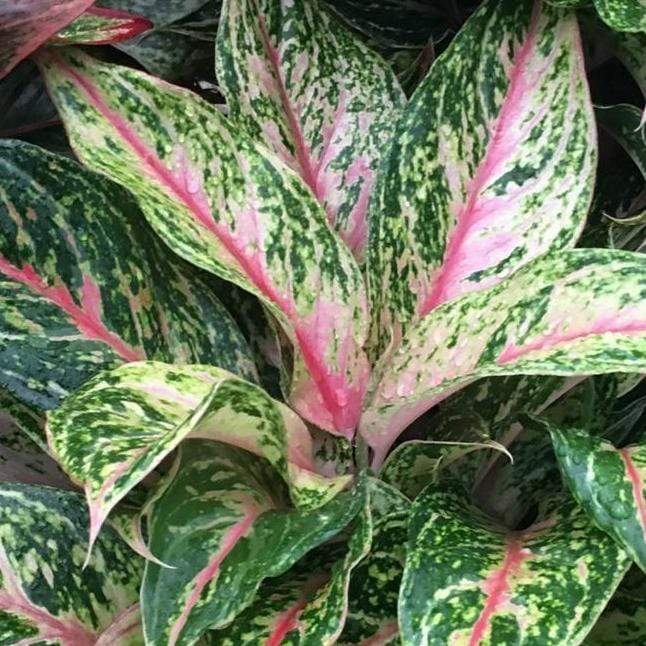 aglaonema 'sparkling sarah' Aglaonema Sparkling Sarah Plants – naturalbabyshowerwed.co.uk