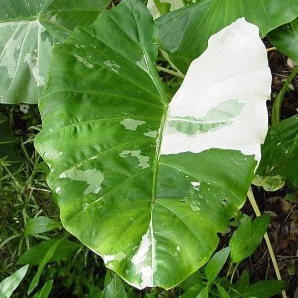 elephant ear plant variegated Variegated Alocasia Elephant Ear Plants – naturalbabyshowerwed.co.uk
