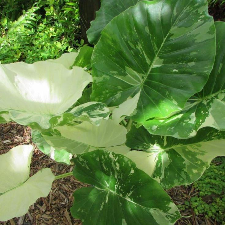 variegated elephant ear succulent Variegated Alocasia Elephant Ear Plants – naturalbabyshowerwed.co.uk
