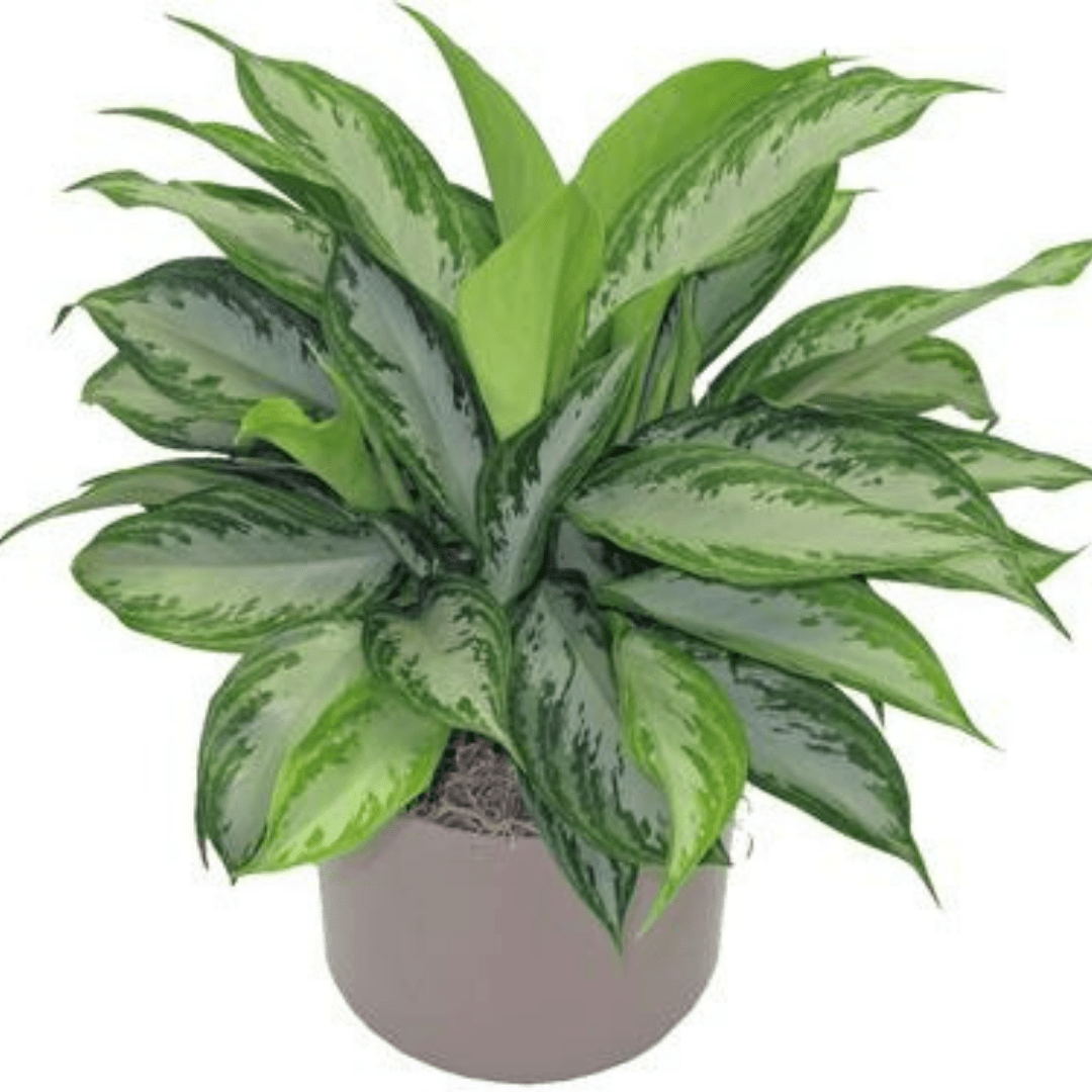 aglaonema silver bay vs emerald bay Aglaonema Emerald Bay Plants – naturalbabyshowerwed.co.uk