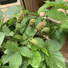 Load image into Gallery viewer, Baby Cakes Blackberry Bushes