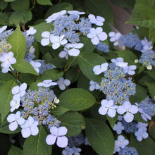 Load image into Gallery viewer, Bluebird Lacecap Hydrangea Shrubs