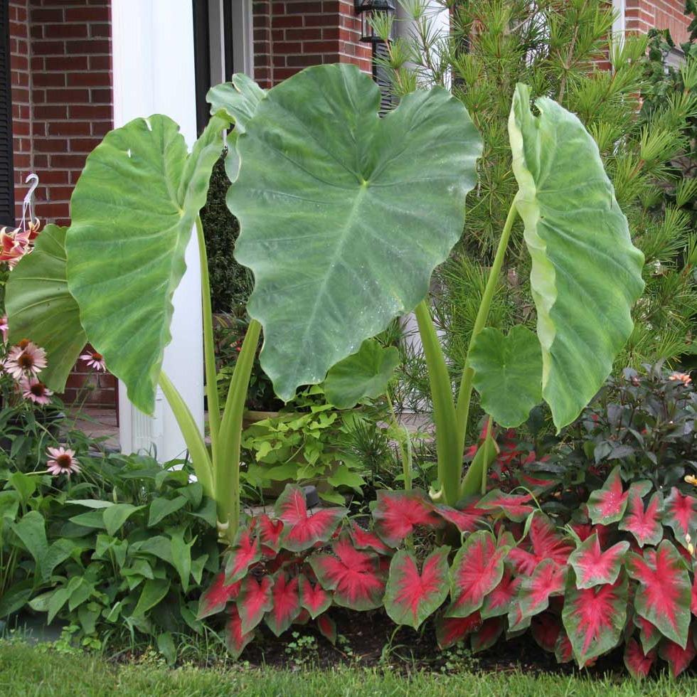 elephant ears plant uk Alocasia Elephant Ear Plants – naturalbabyshowerwed.co.uk