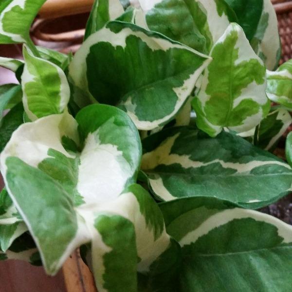 glacier jade pothos Pearls and Jade Pothos Plants – naturalbabyshowerwed.co.uk