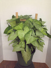 Load image into Gallery viewer, Arrowhead Plants