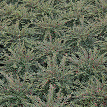 Load image into Gallery viewer, Cotoneaster Tom Thumb Shrubs