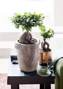 Ficus Ginseng Plants