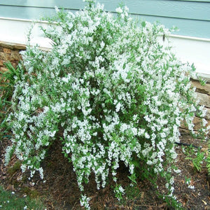 Deutzia Nikko Shrubs