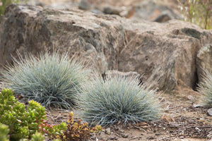 Elijah Blue Fescue