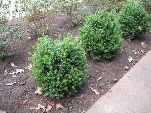 Green Ice Boxwood Shrubs