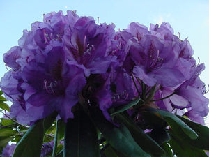 Rhododendron Lee's Dark Purple Shrubs