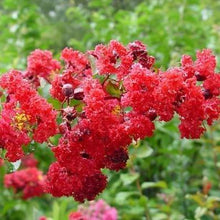 Load image into Gallery viewer, Double Feature Crape Myrtle Shrubs
