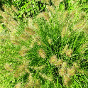 Dwarf Fountain Grass