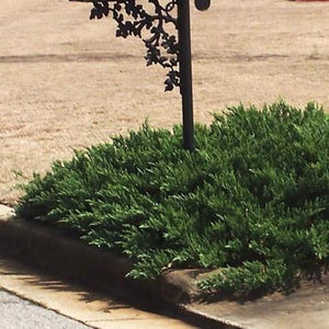 Sargent Green Juniper Shrubs