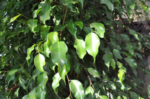 Ficus benjamina Trees