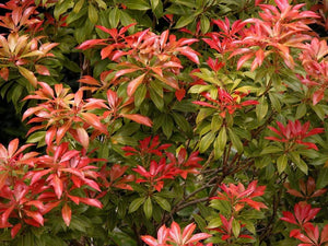Pieris Mountain Fire Shrubs
