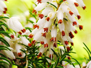 Mediterranean White Winter Heather