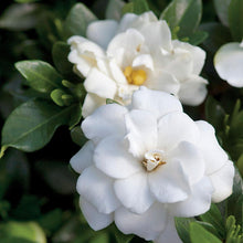 Load image into Gallery viewer, Double Mint Gardenia Shrubs
