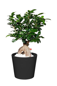 Ficus Ginseng Plants