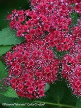 Load image into Gallery viewer, Double Play Red Spirea Shrubs
