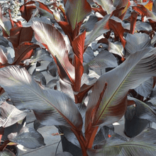 Load image into Gallery viewer, Banana Ensete &#39;Maurelli&#39; Plants
