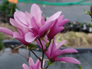 Magnolia Jane Trees