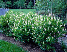 Load image into Gallery viewer, Clethra Sixteen Candles Shrubs
