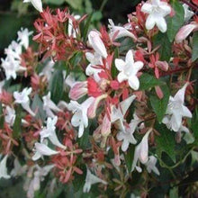 Load image into Gallery viewer, Abelia Little Richard Shrubs
