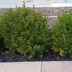 Green Velvet Boxwood Shrubs