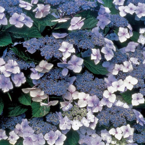 Blue Billow Hydrangea Shrubs