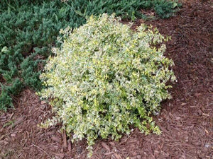 Abelia Twist of Lime Shrubs