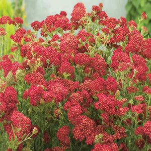 Achillea Paprika