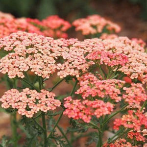 Achillea Apricot Delight