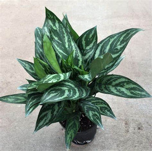 aglaonema uk Aglaonema Tigress Plants – naturalbabyshowerwed.co.uk