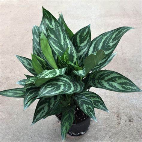 tigress aglaonema Aglaonema Tigress Plants – naturalbabyshowerwed.co.uk