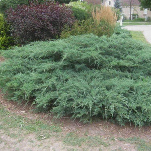 Sargent Green Juniper Shrubs