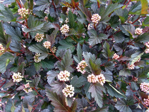 Diablo Ninebark Shrubs