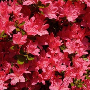 Azalea Hershey Red Shrubs