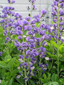 False Indigo