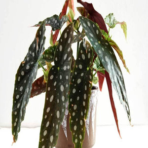 Begonia wightii Maculata Plants