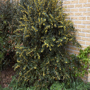 Julianae Barberry Shrubs