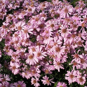 Aster Woods Pink