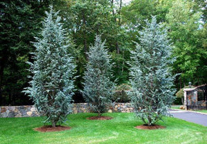 Blue Atlas Cedar Trees