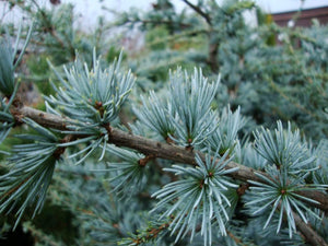 Blue Atlas Cedar Trees