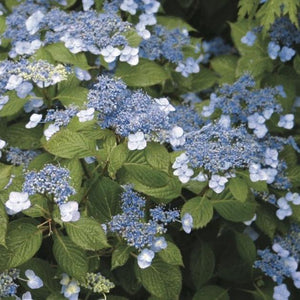 Blue Billow Hydrangea Shrubs